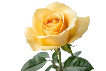 Fresh beautiful yellow rose isolated on white background with clipping path, ai