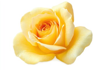 Fresh beautiful yellow rose isolated on white background with clipping path, ai
