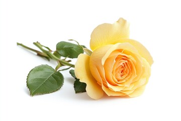 Fresh beautiful yellow rose isolated on white background with clipping path, ai