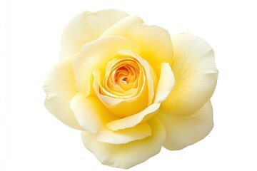 Fresh beautiful yellow rose isolated on white background with clipping path, ai