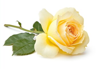 Fresh beautiful yellow rose isolated on white background with clipping path, ai