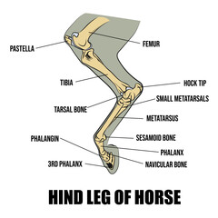 Hind leg of a horse, bones drawn.