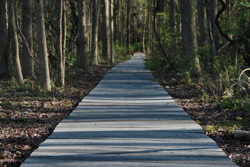 Wooden path in the forest