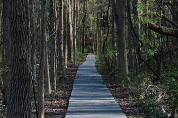wooden bridge in the forest