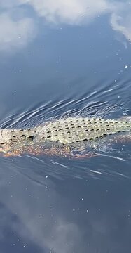 Alligator in the wild. Crocodile swims along the river