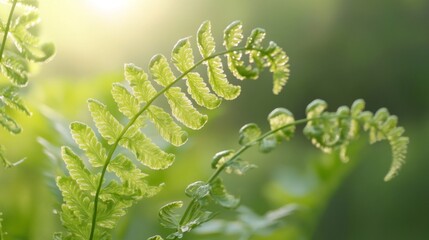 Fototapeta premium Emerging Ferns in Spring Glow, graceful green fronds unfolding, bathed in warm sunlight, symbolizing renewal and the beauty of nature's awakening.