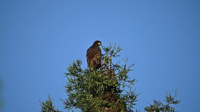 Juvenile Bald Eagle pondering on when to fly off 