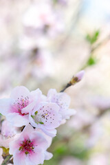 Spring peach flower on nature blur background. Seasonal concept – Springtime, spring blooming. Copyspace. Selective focus, close-up.
