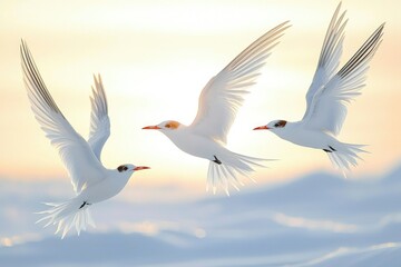 Obraz premium Three White Seabirds in Flight Against a Softly Lit Sky