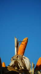 Corn plants on the Cornfield. Corn husks peel off. Focus selected, blue sky background