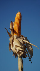 Corn plants on the Cornfield. Corn husks peel off. Focus selected, blue sky background