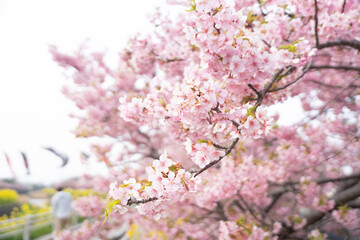 Naklejka premium 満開の河津桜