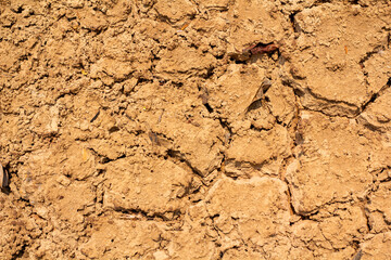 The soil is dry and cracked in the dry season.