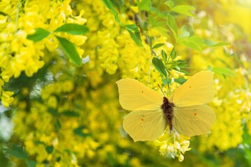 Beautiful wild butterfly on field with flowers