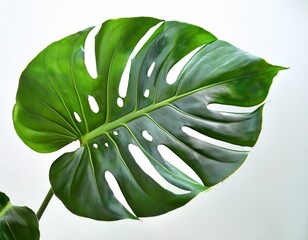 Isolated monstera leaf with depth of field highlighting natural holes and tropical appeal