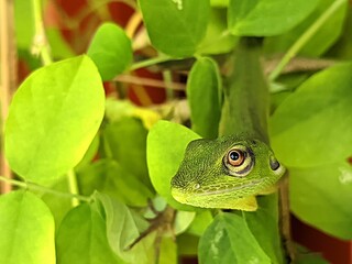 Chameleon Between green leaves 