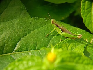 Green grasshopper on green leaves 