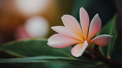 Fototapeta premium Beauty in the nature from frangipani flower