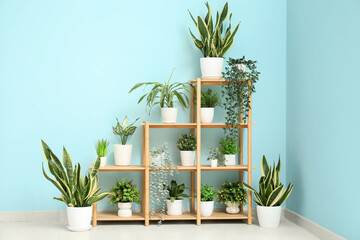 Modern shelving unit with houseplants near blue wall in room
