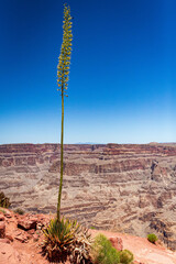 Century Plant Grand Canyon