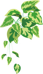 ポトス、観葉植物、イラスト、