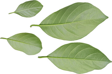 Fototapeta premium jackfruit leaves isolated on white