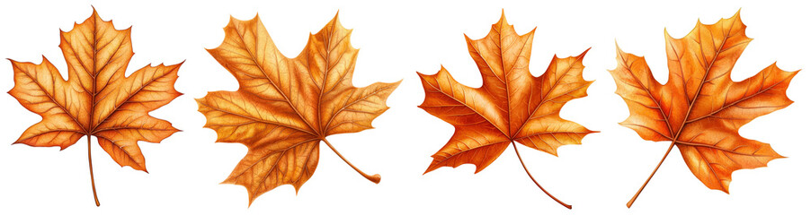 Obraz premium Four distinct autumn maple leaves in vibrant orange hues isolated on a transparent background, ideal for Thanksgiving and fall-themed designs.