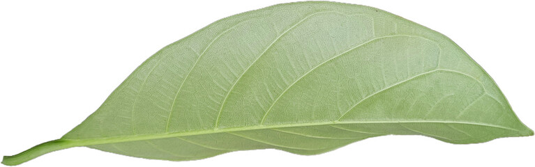 jackfruit leaves isolated on white