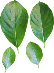 Obraz premium jackfruit leaves isolated on white