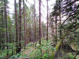 A tranquil morning scene in a Vancouver pine forest, with a mix of tree species and an overexposed sky in the background. The image captures the serene atmosphere of the forest.