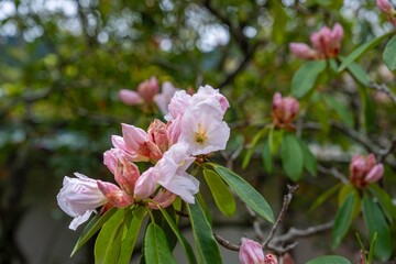 ひっそりと咲く満開の淡いピンクの西洋シャクナゲ