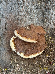 Ganoderma applanatum bracket fungus on a tree