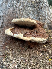 Ganoderma applanatum bracket fungus on a tree