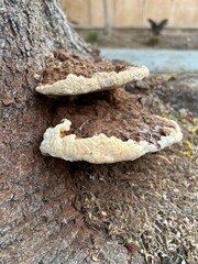 Ganoderma applanatum bracket fungus on a tree