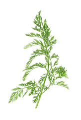 One green carrot twig isolated on white