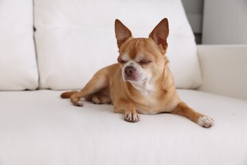 Cute Chihuahua dog sleeping on soft sofa indoors