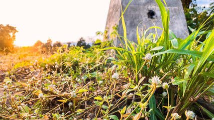 Green grass forest with plants and wildflowers in the heart of nature, set against a sunset backdrop