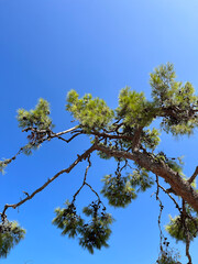 Pine Tree Branches Against a Clear Blue Sky