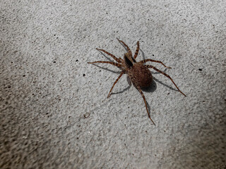 spider on the wall