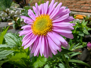 Obraz premium pink and purple flowers