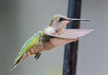 Ruby Throated hummingbird perched or hovering near a feeder in a residential back yard in Montgomery, Alabama.