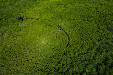 Beautiful aerial view of green mangroves or tropical forest in Thailand.