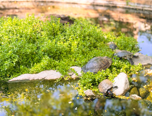 Sunbathing Turtles On A Rock Surrounded By Green Vegetation Near A Water Body.