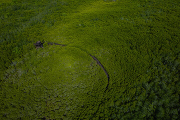 Beautiful aerial view of green mangroves or tropical forest in Thailand.