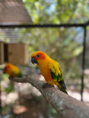 Bright Orange and Yellow Parrot Perched on a Tree Branch