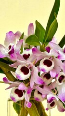 Pink and white orchid flower Dendrobium nobile, also known as doll's eye. Beautiful orchid flowers...
