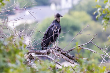 Black vulture on a branch