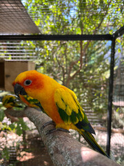 Colorful Parrot Perched on a Branch in a Cage