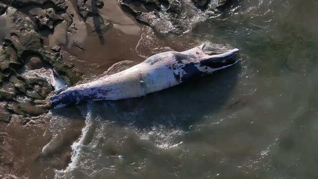 Dead whale on beach slowly rotting
