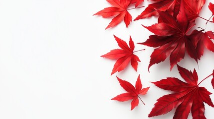 Red leaves maple on the edge decoration with natural shadow form sun light and white background